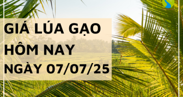Giá Lúa Gạo Hôm Nay Ngày 7/7/2025: Thị Trường Trầm Lắng