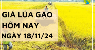 Giá lúa gạo hôm nay 18/11/2024: Thị trường trầm lắng không biến động ngày đầu tuần