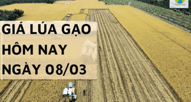 Giá lúa gạo ngày 08/03 ở Đồng Bằng Sông Cửu Long giá gạo tăng so với hôm qua