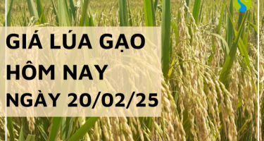 Giá lúa gạo hôm nay 20/02/2025: Giá gạo nguyên liệu tiếp đà giảm