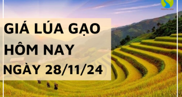 Giá lúa gạo hôm nay 28/11/2024: Điều chỉnh tăng giảm trái chiều giữa lúa và gạo