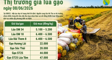 Giá lúa gạo hôm nay 8/6/2026: Giao dịch đầu tuần vẫn chậm
