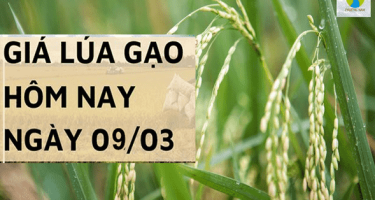 Giá lúa gạo hôm nay ngày 9/03 tại khu vực Đồng bằng sông Cửu Long duy trì ổn định trong phiên cuối tuần
