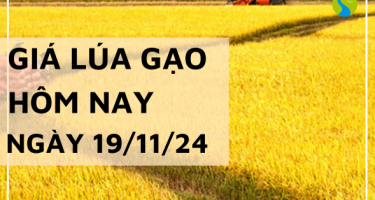 Giá lúa gạo hôm nay 19/11/2024: Tiếp tục xu hướng đi ngang so với hôm qua