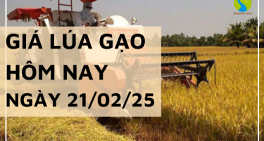 Giá lúa gạo hôm nay 21/02/2025: Thị trường trong nước tăng giảm 100 đồng/kg