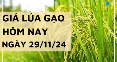 Giá lúa gạo hôm nay 29/11/2024: Thị trường ổn định so với hôm qua, giá không biến động