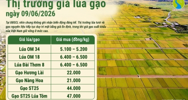Giá lúa gạo hôm nay 9/6/2026: Gạo trong nước ổn định, giá xuất khẩu duy trì mức cao
