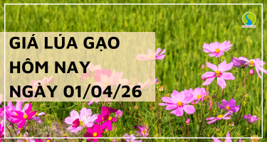Giá Lúa Gạo Hôm Nay Ngày 01/04/2026: Lúa Tươi Bật Tăng Nhẹ