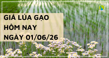Giá lúa gạo hôm nay ngày 01/06/2026: Lúa tươi tiếp đà khởi sắc