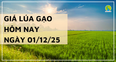 Giá Lúa Gạo Hôm Nay Ngày 01/12/2025: Giá Giữ Ổn Định