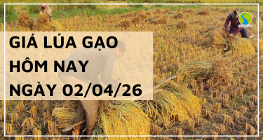 Giá Lúa Gạo Hôm Nay Ngày 02/04/2026: Giao Dịch Khởi Sắc