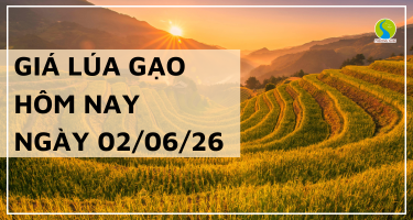 Giá lúa gạo hôm nay ngày 2/6/2026: Gạo Trong nước tiếp tục giảm giá
