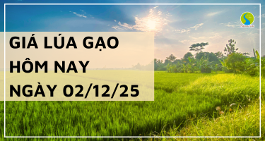 Giá Lúa Gạo Hôm Nay Ngày 02/12/2025: Lúa Tươi Nhích Giá
