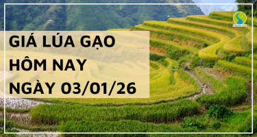 Giá Lúa Gạo Hôm Nay Ngày 3/1/2026: Giao Dịch Chậm