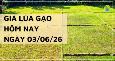 Giá Lúa Gạo Hôm Nay Ngày 3/6/2026: Thị trường trầm lắng trong nước
