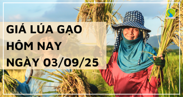 Giá Lúa Gạo Hôm Nay Ngày 3/9/2025: Thị Trường Ổn Định Sau Lễ