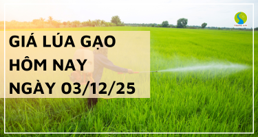 Giá Lúa Gạo Hôm Nay Ngày 03/12/2025: Thị Trường Sôi Động Trở Lại