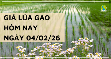 Giá Lúa Gạo Hôm Nay Ngày 4/2/2026: Cận Tết Giao Dịch Chậm