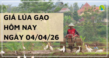 Giá Lúa Gạo Hôm Nay Ngày 04-04-2026: Lúa Tăng Nhẹ