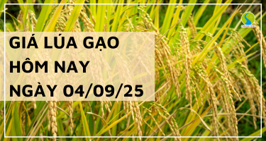 Giá Lúa Gạo Hôm Nay Ngày 4/9/2025: Gạo Nguyên Liệu Tăng Nhẹ