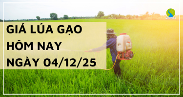 Giá Lúa Gạo Hôm Nay Ngày 04/12/2025: Thị Trường Trầm Lắng
