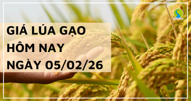 Giá Lúa Gạo Hôm Nay Ngày 5/2/2026: Giá Gạo Nhích Nhẹ