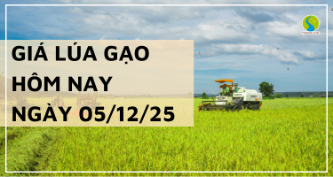 Giá Lúa Gạo Hôm Nay Ngày 05/12/2025: Nhiều Loại Gạo Giảm Giá