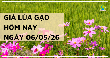 Giá Lúa Gạo Hôm Nay Ngày 06/05/2026: Nguồn Cung Cuối Vụ Thu Hẹp