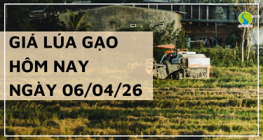 Giá Lúa Gạo Hôm Nay Ngày 6/4/2026: Thị Trường  Giữ Nhịp