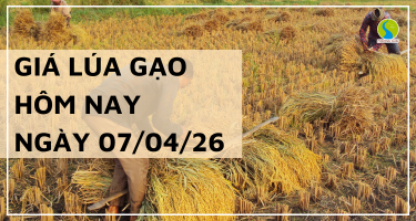 Giá Lúa Gạo Hôm Nay Ngày 7/4/2026: Gạo Chợ Lẻ Bất Ngờ Tăng Nhẹ