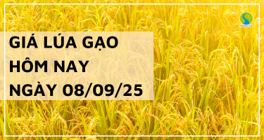 Giá Lúa Gạo Hôm Nay Ngày 8/9/2025: Giao Dịch Mua Bán Vắng