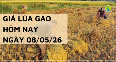 Giá Lúa Gạo Hôm Nay Ngày 08/05/2026: Xuất Khẩu Hạ Nhiệt