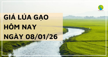 Giá Lúa Gạo Hôm Nay Ngày 8/1/2026: Thị Trường Đi Ngang