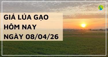 Giá Lúa Gạo Hôm Nay Ngày 08/06/2026: Thị Trường Đi Ngang