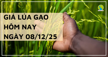 Giá Lúa Gạo Hôm Nay Ngày 08/12/2025: Thị Trường Ổn Định