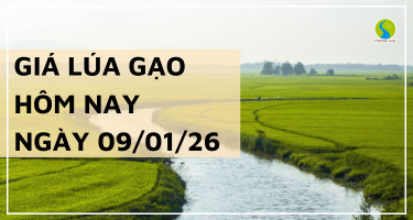 Giá Lúa Gạo Hôm Nay Ngày 9/1/2026: Gạo Giảm Nhẹ