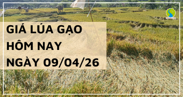 Giá Lúa Gạo Hôm Nay Ngày 09/04/2026: Lúa Tươi Bật Tăng Mạnh