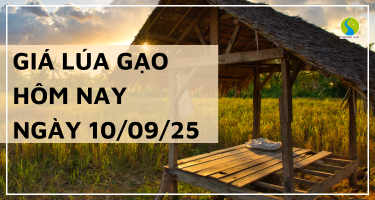 Giá Lúa Gạo Hôm Nay Ngày 10/9/2025: Xuất Khẩu Giảm Mạnh