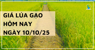 Giá Lúa Gạo Hôm Nay Ngày 10/10/2025: Giá Gạo Xuất Khẩu Biến Động