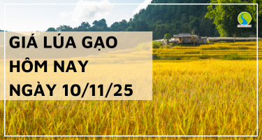 Giá Lúa Gạo Hôm Nay Ngày 10/11/2025: Thị Trường Đi Ngang