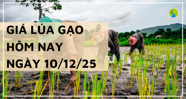Giá Lúa Gạo Hôm Nay Ngày 10/12/2025: Lúa Tươi Nhích Tăng