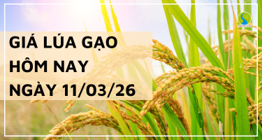 Giá Lúa Gạo Hôm Nay Ngày 11/3/2026: Gạo Xuất Khẩu Giữ Giá Tốt