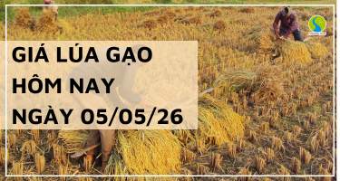 Giá Lúa Gạo Hôm Nay Ngày 05/05/2026: Thị Trường Trầm Lắng