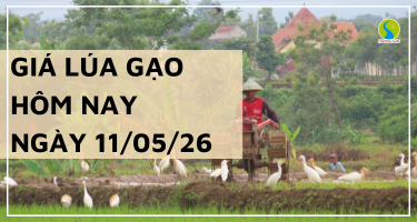 Giá Lúa Gạo Hôm Nay Ngày 11/5/2026: Nguồn Hàng Thu Hẹp