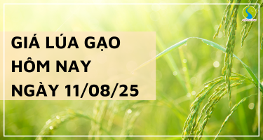 Giá Lúa Gạo Hôm Nay Ngày 11/8/2025: Thị Trường Ổn Định