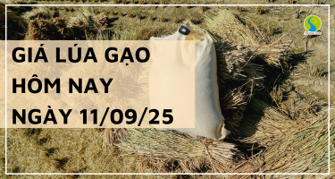 Giá Lúa Gạo Hôm Nay Ngày 11/9/2025: Giao Dịch Chậm