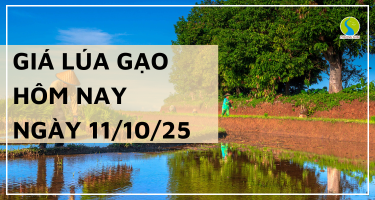 Giá Lúa Gạo Hôm Nay Ngày 11/10/2025: Gạo Xuất Khẩu Tiếp Tục Giảm Nhẹ