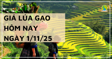 Giá Lúa Gạo Hôm Nay Ngày 1/11/2025: Thị Trường Trầm Lắng