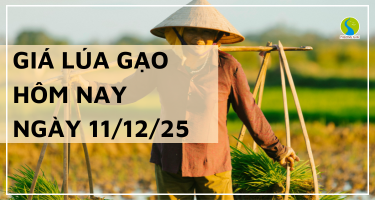 Giá Lúa Gạo Hôm Nay Ngày 11/12/2025: Một Số Loại Gạo Giảm Nhẹ