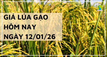 Giá Lúa Gạo Hôm Nay Ngày 12/1/2026: Giao Dịch Chậm